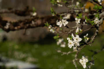 Blüten der Fruchtbäume