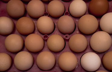 lots of eggs, chicken egg tray, Easter eggs