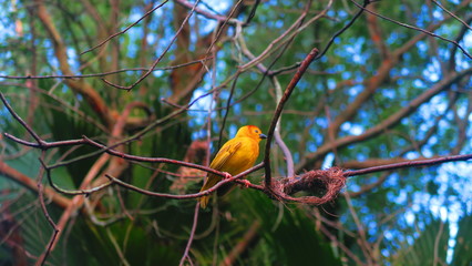 PICHION