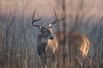 Large whitetailed deer buck