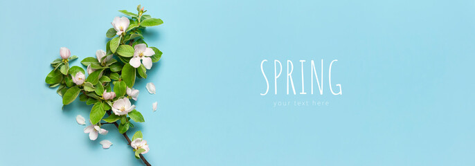 Spring nature background. Beautiful blooming spring twigs on blue background flat lay top view copy space. Springtime concept, flowers composition, bloom delicate white flowers with green leaves