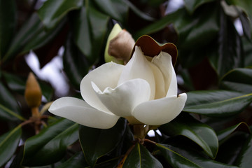 The colors and textures of the tropics in plants, palms, and flowers