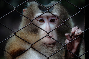 cute monkey looking outside of a zoo cage looking at the visitors and hoping for freedom from the sad life  © anurag