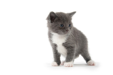 Cute gray and white kitten