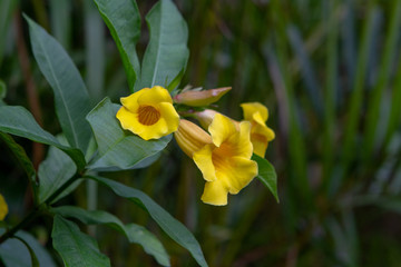 Spring plants and flowers in bloom