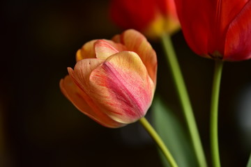 Naklejka premium red tulip on black background