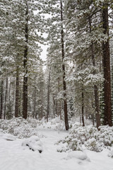 Fototapeta premium Pine trees under a lot of snow, during a snow storm 