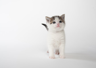 Fototapeta na wymiar Cute kitten on white
