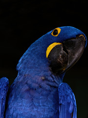 The hyacinth macaw, Anodorhynchus hyacinthinus, or hyacinthine macaw, is a parrot native to central and eastern South America.
