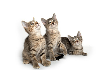 Fototapeta na wymiar Three tabby kittens on white