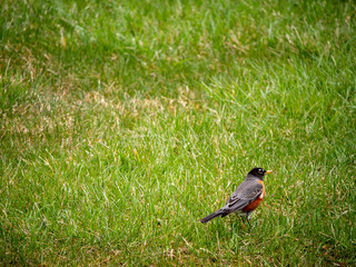 robin bird on the grass in spring