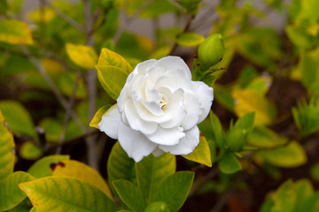 Spring plants and flowers in bloom