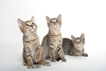 Fototapeta na wymiar Three tabby kittens on white