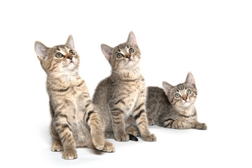 Three tabby kittens on white