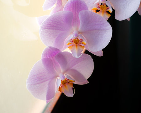 Orquidea