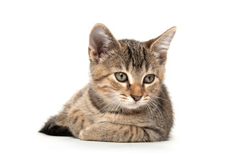 Tabby kitten laying down on white