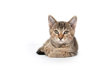 Tabby kitten laying down on white