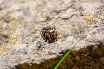 Zebra jumper spider Salticus scenicus