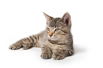 Obraz premium Pręgowany kotek ustanawiające na biel