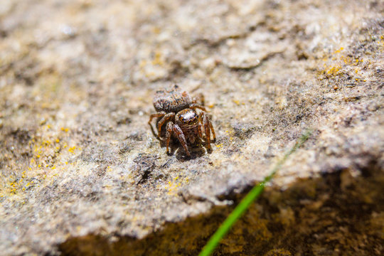 Zebra jumper spider Salticus scenicus