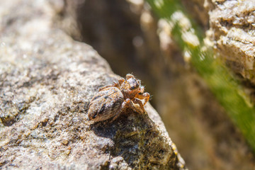 Zebra jumper spider Salticus scenicus