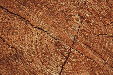 a stump of felled pine with annual rings. A saw cut with cracks and sawdust.