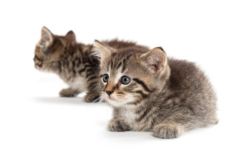 Fototapeta premium Two tabby kittens on white