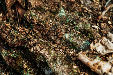 tree bark with textural moss. natural background. Textural tree bark in the forest.