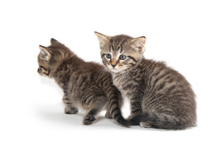Fototapeta premium Two tabby kittens on white