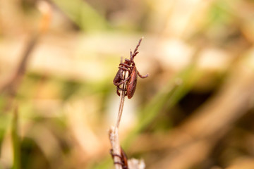 Mites in the forest on spring