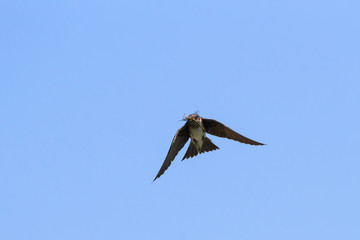 Purple Martin in flight with a dragonfly in its beak. 