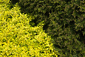 Nature green and olive color natural foliage floral background