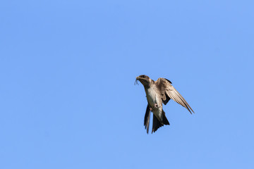 Purple Martin in flight with a dragonfly in its beak. 