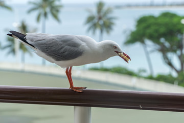 seagull on a balcony eating a piece of bread. blurred  tropical seascape in the background
