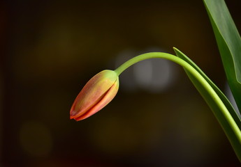 tulip flower bud