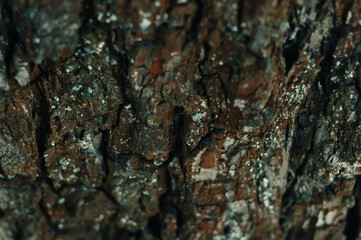 tree bark with textural moss. natural background. Textural tree bark in the forest.