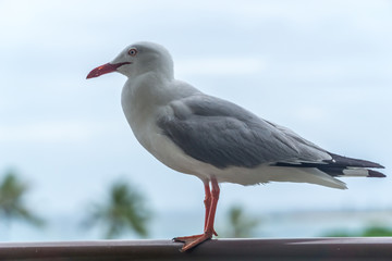 seagull on a balcony. blurred  tropical seascape in the background