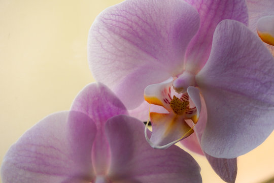 Pistilo 이미지 – 찾아보기 1,189 스톡 사진, 벡터 및 비디오 | Adobe Stock