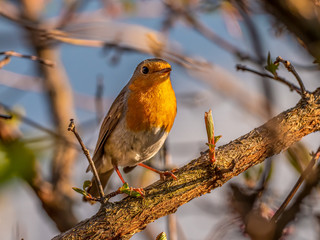 Ein Rotkehlchen auf einem Ast mit ersten Knospen im Frühling von der Abendsonne beschienen als Nahaufnahme