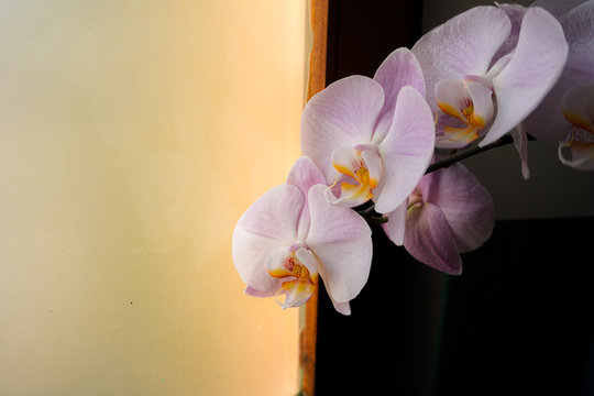 Flores orquideas
