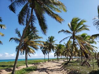 Plakat caminho, estrada, rua, na areia entre palmeiras e coqueiros