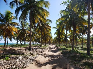 Fototapeta na wymiar caminho, estrada, rua, na areia entre palmeiras e coqueiros