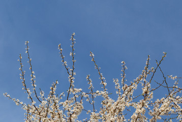 branch of spring tree over blue sky with copyspace