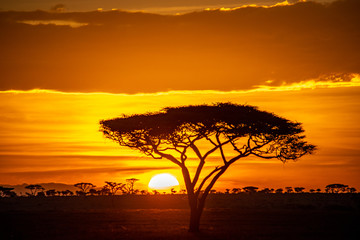 Fototapeta na wymiar Acacia trees at sunrise on the Serengeti