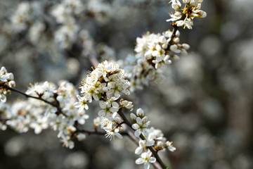 Blüten der Fruchtbäume
