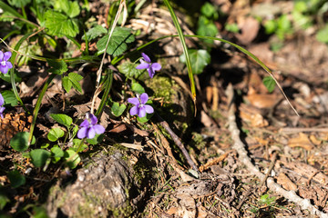 Blumen in der Natur