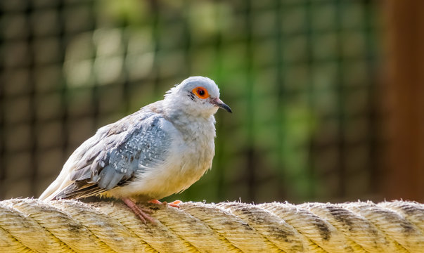 closeup portrait of a diamond dove, popular tropical bird specie from Australia