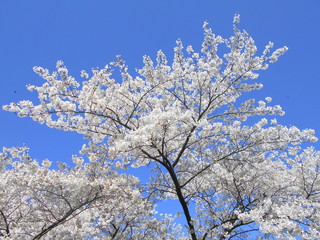 Kirschblüte