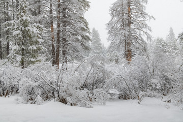 Pine trees under a lot of snow, during a snow storm
