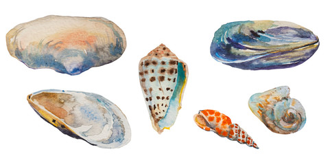 Set of sea shells of Black and tropical seas: open and closed mussels, mya arenaria, Lettered Cone Shell as Conus litteratus, conus magus and mitra mitra shell